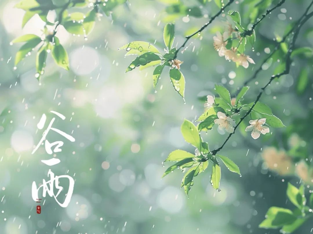 谷雨潤萬物，酥香寄深情